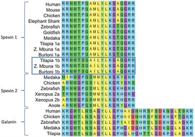 Spexin and a Novel Cichlid-Specific Spexin Paralog Both Inhibit FSH and LH Through a Specific Galanin Receptor (Galr2b) in Tilapia